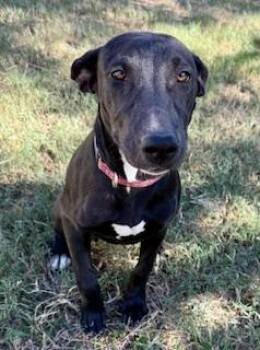 Rescue Retriever Dogs for Adoption in La Grange, Texas - Carmella | PetCurious