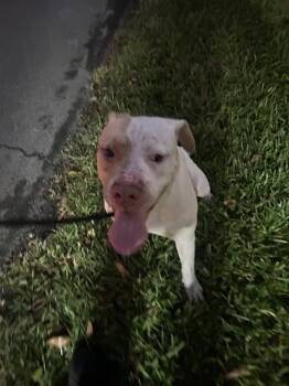Rescue American Bulldog Dogs for Adoption in Doral, Florida - MOLLY | PetCurious