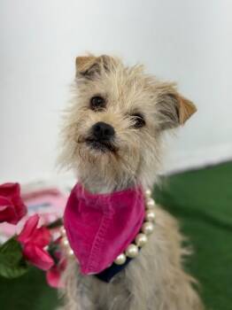 Kiara-One of our Amazing Rescue Dogs -  Brussels Griffon and Chihuahua Dog for Adoption in Carlsbad, California - Kiara-One Of Our Amazing Rescue Dogs | PetCurious