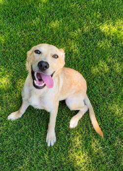 Lola -  Shepherd and Labrador Retriever Dog for Adoption in El Dorado, Arkansas - Lola | PetCurious