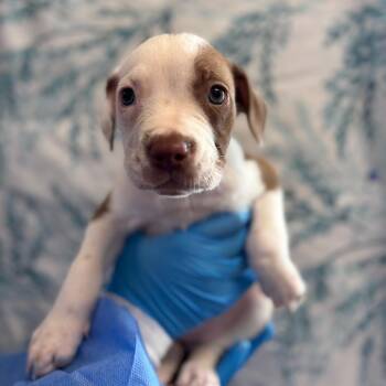 Mango Habanero -  German Shorthaired Pointer Dog for Adoption in San Antonio, Texas - Mango Habanero | PetCurious