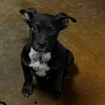 Rescue Cattle Dog and Mountain Cur Dogs for Adoption in Rockaway, New Jersey - Poppet's Pacino Louisiana | PetCurious