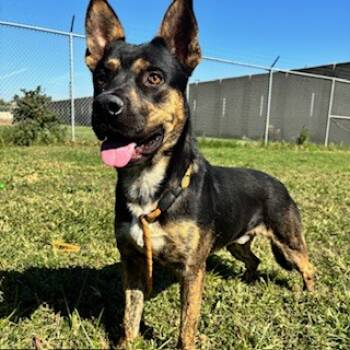 Rescue Pit Bull Terrier and German Shepherd Dog Dogs for Adoption in Modesto, California - MILKY WAY | PetCurious