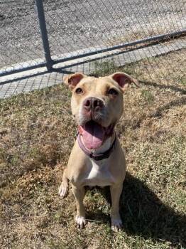 PRECIOUS -  American Staffordshire Terrier and Mixed Breed Dog for Adoption in Corpus Christi, Texas - PRECIOUS | PetCurious