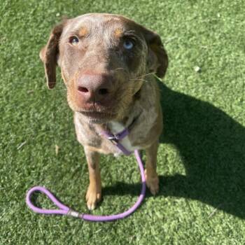 Mixed Breed Dogs Available for Adoption in Saint Charles, Missouri - Ollie | PetCurious