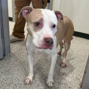 Pit Bull Terrier and Mixed Breed Dogs Available for Adoption in Carlyle, Illinois - Nala | PetCurious