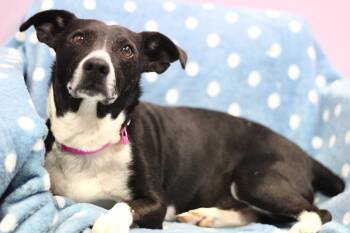 Cattle Dog Dogs Available for Adoption in Manchester, New Hampshire - Speedy In NH! Come Meet Our Adoptable Dogs Wednesday-Saturday. M | PetCurious