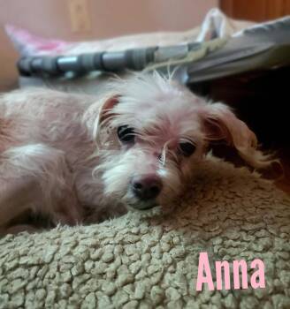 Rescue Maltese Dogs for Adoption in Fowlerville, Michigan - Anna - COMING SOON | PetCurious