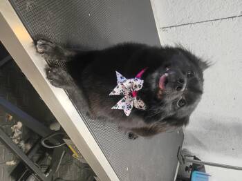 Maggie -  Pomeranian Dog for Adoption in Salisbury, Maryland - Maggie | PetCurious