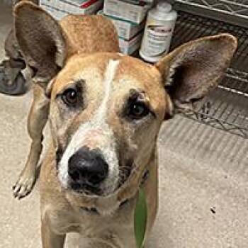 Barry - URGENT -  Shepherd Dog for Adoption in Thousand Oaks, California - Barry - URGENT | PetCurious