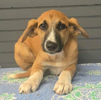 Abigail -  Shepherd and Rhodesian Ridgeback Dog for Adoption in New York, New York - Abigail | PetCurious