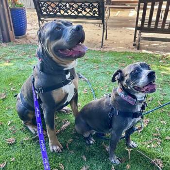 Meatloaf -  Pit Bull Terrier Dog for Adoption in Vallejo, California - Meatloaf | PetCurious