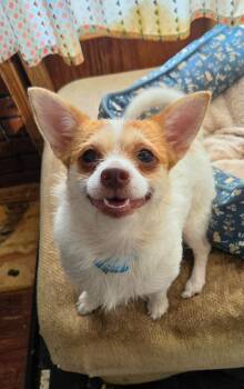 Little Mama -  Rat Terrier and Chihuahua Dog for Adoption in Hammond, Louisiana - Little Mama | PetCurious