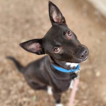 Rescue Labrador Retriever Dogs for Adoption in Austin, Texas - Callie | PetCurious
