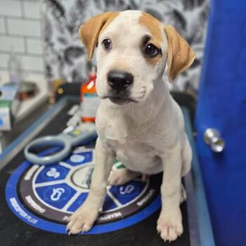 Hound Dogs Available for Adoption in Wahiawa, Hawaii - Scorpio | PetCurious