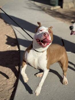 Pit Bull Terrier and Mixed Breed Dogs Available for Adoption - Clarice* | PetCurious