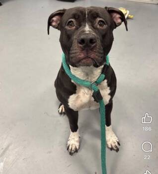 Oreo Blizzard -  Pit Bull Terrier Dog for Adoption - Oreo Blizzard | PetCurious