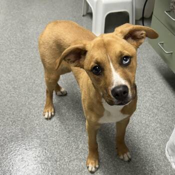 Mixed Breed Dogs Available for Adoption in Batavia, Ohio - Zoey | PetCurious