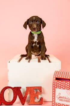 Pit Bull Terrier Dogs Available for Adoption - 87-26 | PetCurious