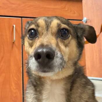 Chihuahua Dogs Available for Adoption in Yuma, Arizona - Patric | PetCurious