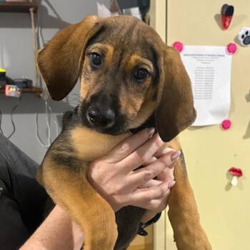 Pinkie -  Shepherd and Mixed Breed Dog for Adoption in Wappingers Falls, New York - Pinkie | PetCurious