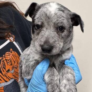 Australian Cattle Dog Blue Heeler Dogs Available for Adoption - Starbucks  | PetCurious
