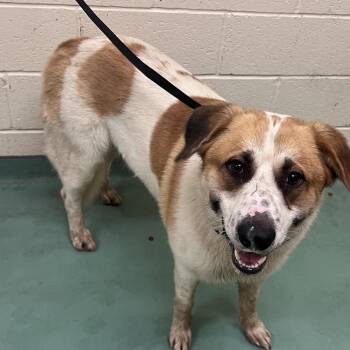 Mixed Breed Dogs Available for Adoption in Memphis, Tennessee - Fresier | PetCurious