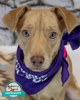 Cheyenne -  Terrier and Retriever Dog for Adoption in Kennesaw, Georgia - Cheyenne | PetCurious