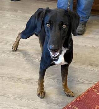 Kabul -  Mixed Breed Dog for Adoption in Largo, Florida - Kabul | PetCurious