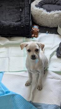 Chihuahua Dogs Available for Adoption in Parker, Colorado - Candy Crush | PetCurious