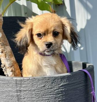 Laverne -  Mixed Breed Dog for Adoption in Mount Pleasant, South Carolina - Laverne | PetCurious