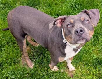Staffordshire Bull Terrier Dogs Available for Adoption in Akron, Ohio - ANGEL | PetCurious