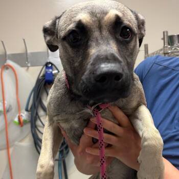 April -  German Shepherd Dog Dog for Adoption in Reno, Nevada - April | PetCurious