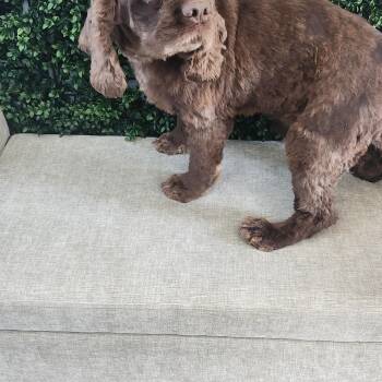 Rescue Cocker Spaniel Dogs for Adoption in Torrance, California - Apollo | PetCurious