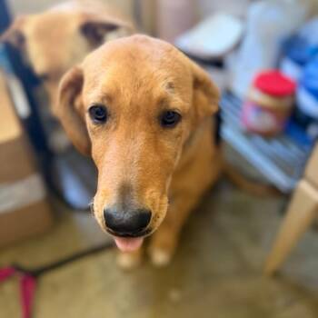Mixed Breed Dogs Available for Adoption in Corinth, Mississippi - Queen | PetCurious