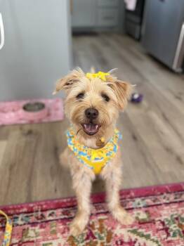Charolette -  Chihuahua Dog for Adoption in Shawnee, Oklahoma - Charolette | PetCurious