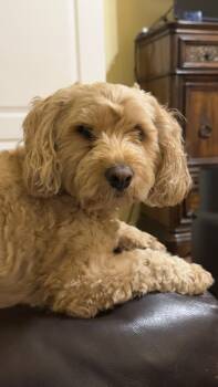 Seth -  Maltipoo Dog for Adoption in Garland, Texas - Seth | PetCurious