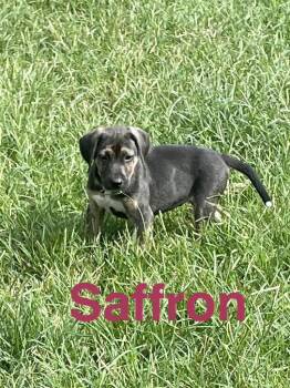Saffron -  Mixed Breed Dog for Adoption in Topeka, Kansas - Saffron | PetCurious