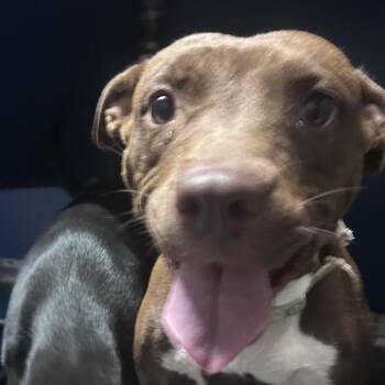 armani -  Pit Bull Terrier Dog for Adoption in Yuma, Arizona - Armani | PetCurious