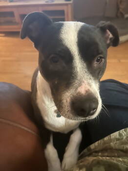 Rescue Pit Bull Terrier Dogs for Adoption in Chandler, Arizona - MARDI | PetCurious
