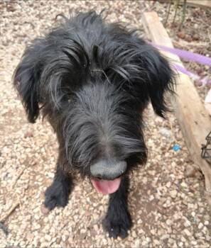Montey -  Wirehaired Terrier and Poodle Dog for Adoption in Thompson Falls, Montana - Montey | PetCurious