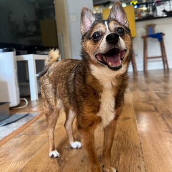 Chinchilla -  Chihuahua Dog for Adoption in Park Row, Texas - Chinchilla | PetCurious