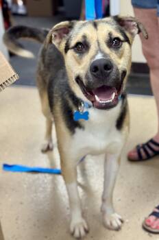 Rescue Shepherd Dogs for Adoption in Mundelein, Illinois - Samson | PetCurious