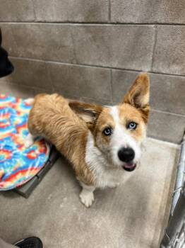 Corgi and Mixed Breed Dogs Available for Adoption in Clarksville, Tennessee - Rocky | PetCurious