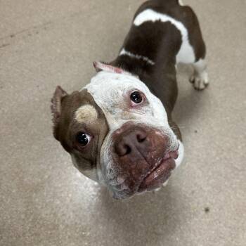 American Bulldog Dogs Available for Adoption in Los Angeles, California - Mateo A5774018 | PetCurious