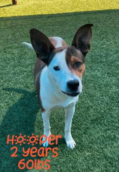 Mixed Breed Dogs Available for Adoption - HOOPER | PetCurious