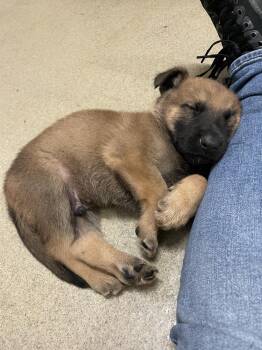 Belgian Shepherd Malinois Dogs Available for Adoption in Imlay City, Michigan - Geo Pups Slate - Located In Florida | PetCurious