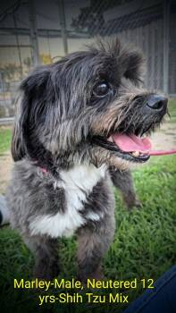 Marley -  Shih Tzu Dog for Adoption in Mauston, Wisconsin - Marley | PetCurious