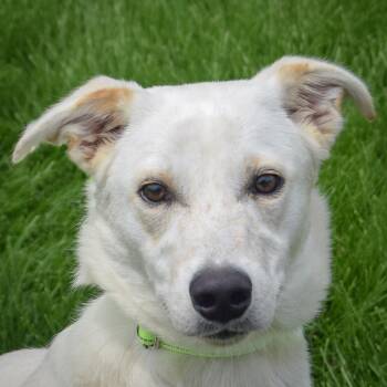 Reagan -  Catahoula Leopard Dog and German Shepherd Dog Dog for Adoption in Huntley, Illinois - Reagan | PetCurious