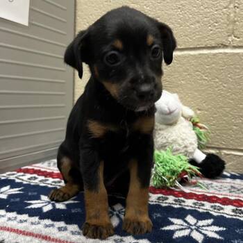 Sphinx -  Beagle and Mixed Breed Dog for Adoption in Jacksboro, Tennessee - Sphinx | PetCurious
